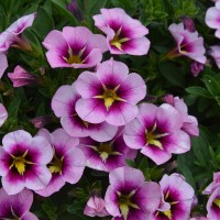 Calibrachoa Superbells� Unique 'Orchid Star' (P)
