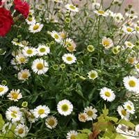 Erigeron karvinskianus 'Sea of Blossom'