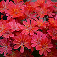 Lewisia 'Sunset Glow' (P)