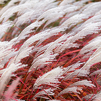 Miscanthus 'Lady In Red' (P)
