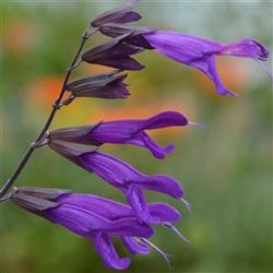 Salvia 'Amistad' (P)