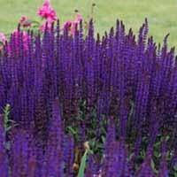 Salvia nemorosa 'Caradonna'